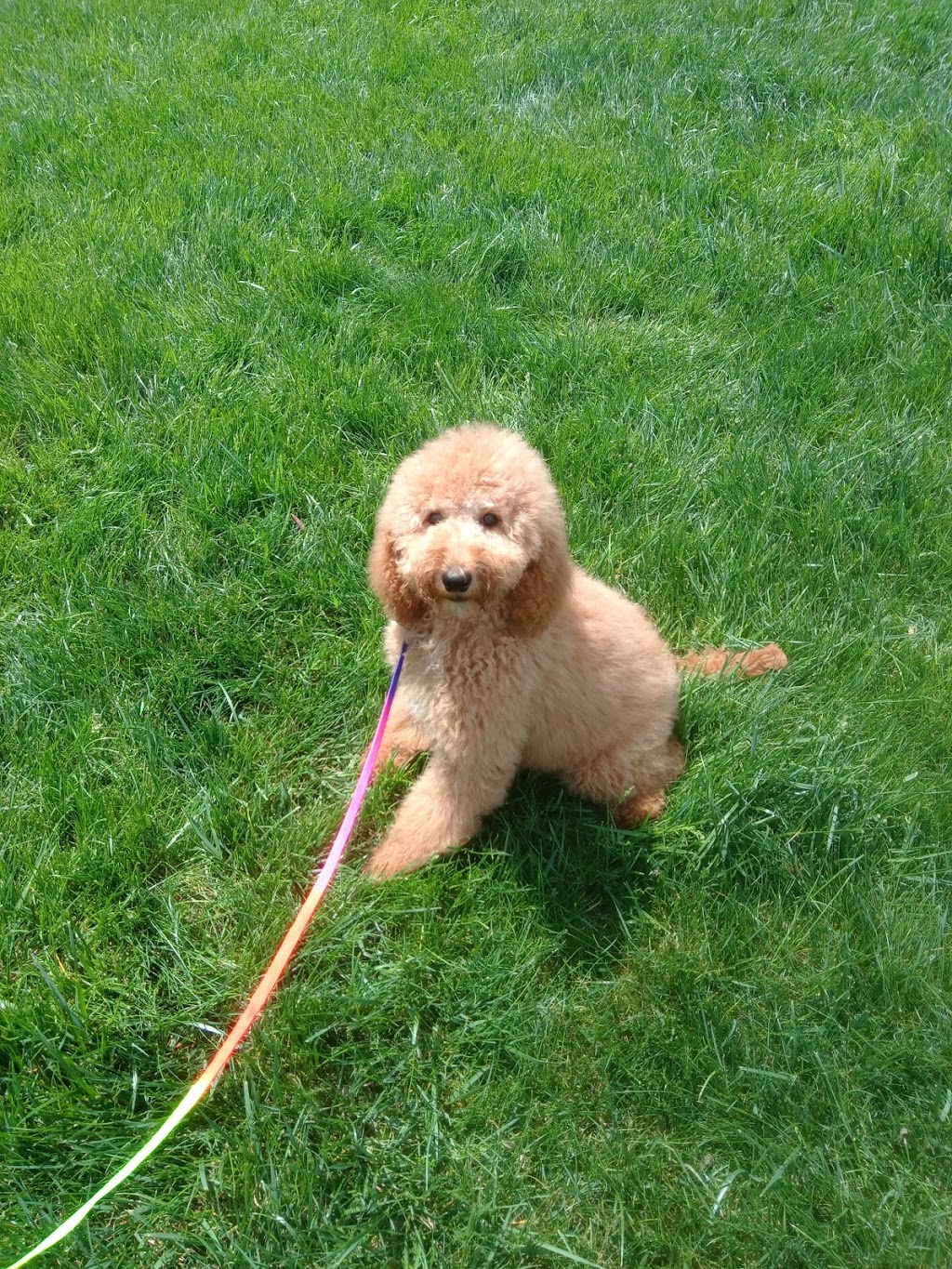 Connersville Veterinary Clinic | 808 E County Rd 250 S, Connersville, IN 47331, USA | Phone: (765) 825-9620