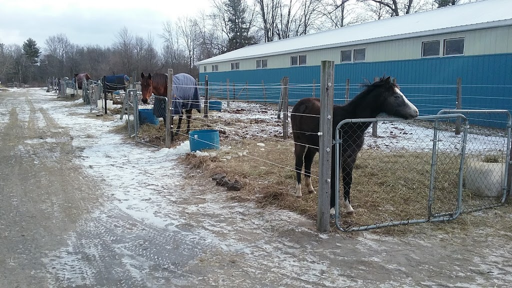 New Horizon Stables | 586 Pearse Rd, Schenectady, NY 12309, USA | Phone: (518) 698-3391