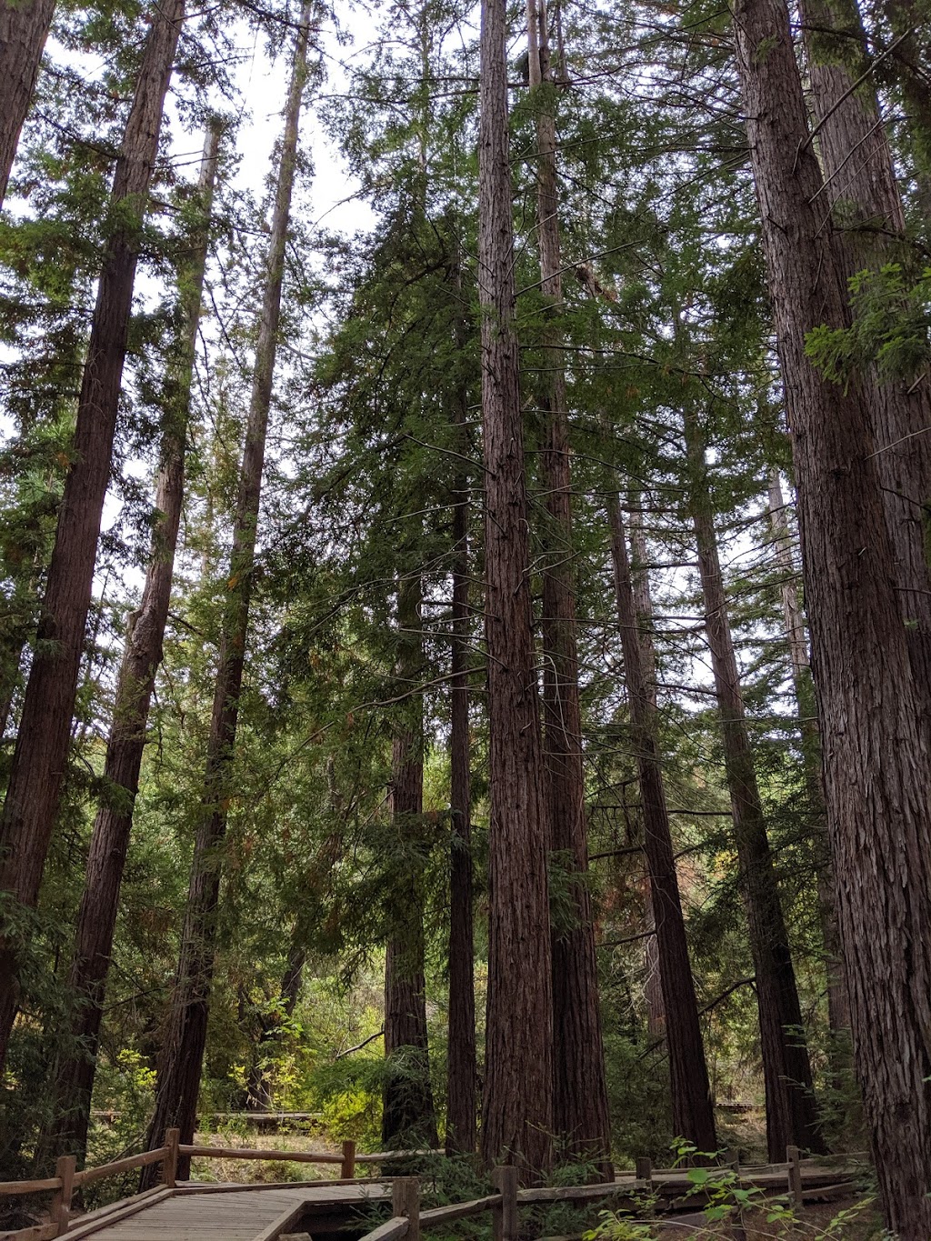 Redwood Grove Nature Preserve | 482 University Ave, Los Altos, CA 94022, USA | Phone: (650) 947-2790