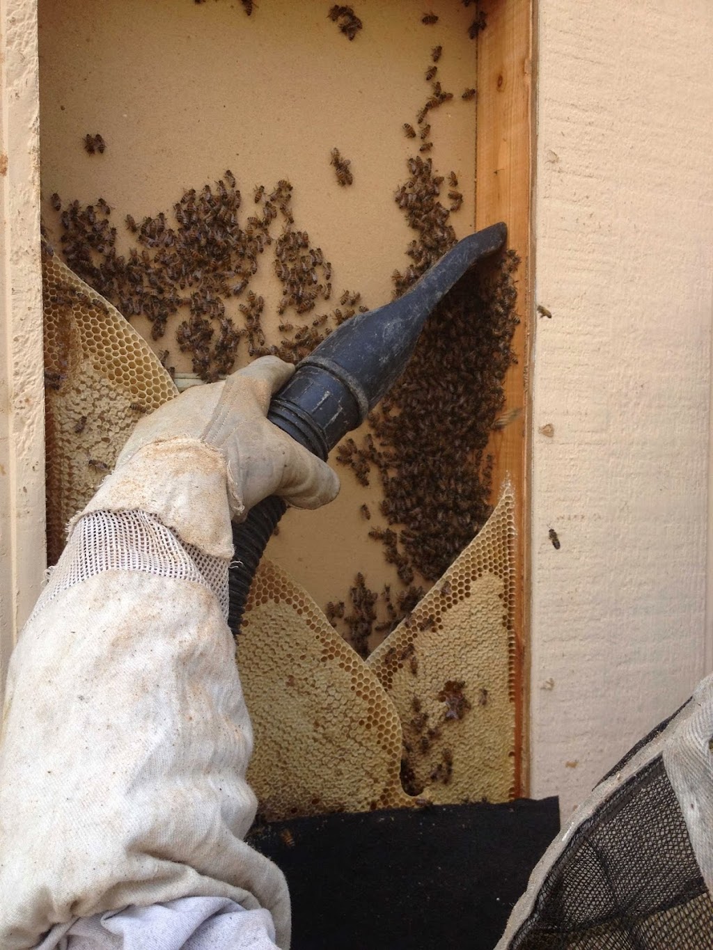 Oakley Honey Bee Removal | 1799 Goodson Ct, Round Rock, TX 78664, USA | Phone: (512) 981-9216