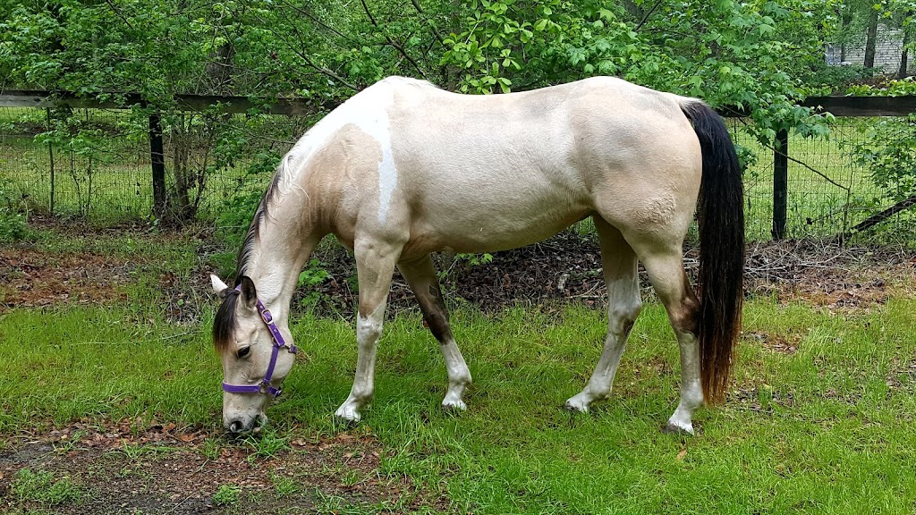 Coopers Creek Horseback Riding Lessons | 3183 Russell Rd, Green Cove Springs, FL 32043, USA | Phone: (330) 419-0875