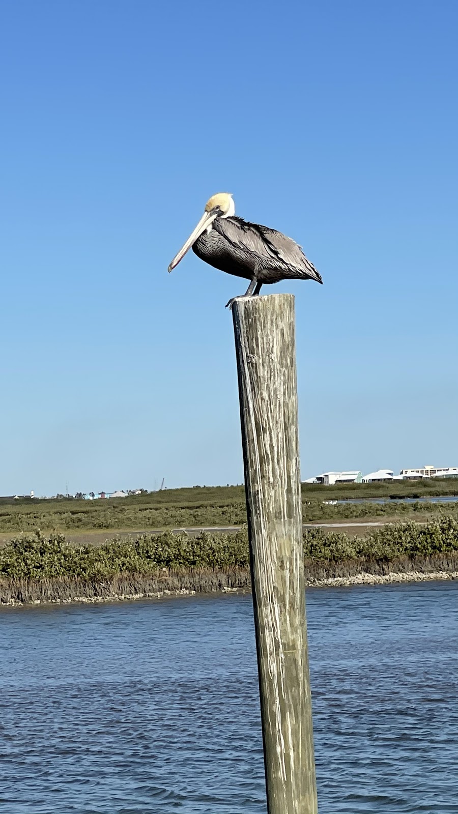 Salt Devil Cruises | 3500 Island Moorings Pkwy, Port Aransas, TX 78373 | Phone: (817) 320-9641