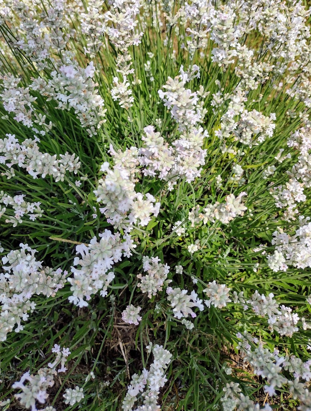 Hamlett Lavender Farm | 10722 Stinchfield Woods Rd, Pinckney, MI 48169, USA | Phone: (810) 306-8639