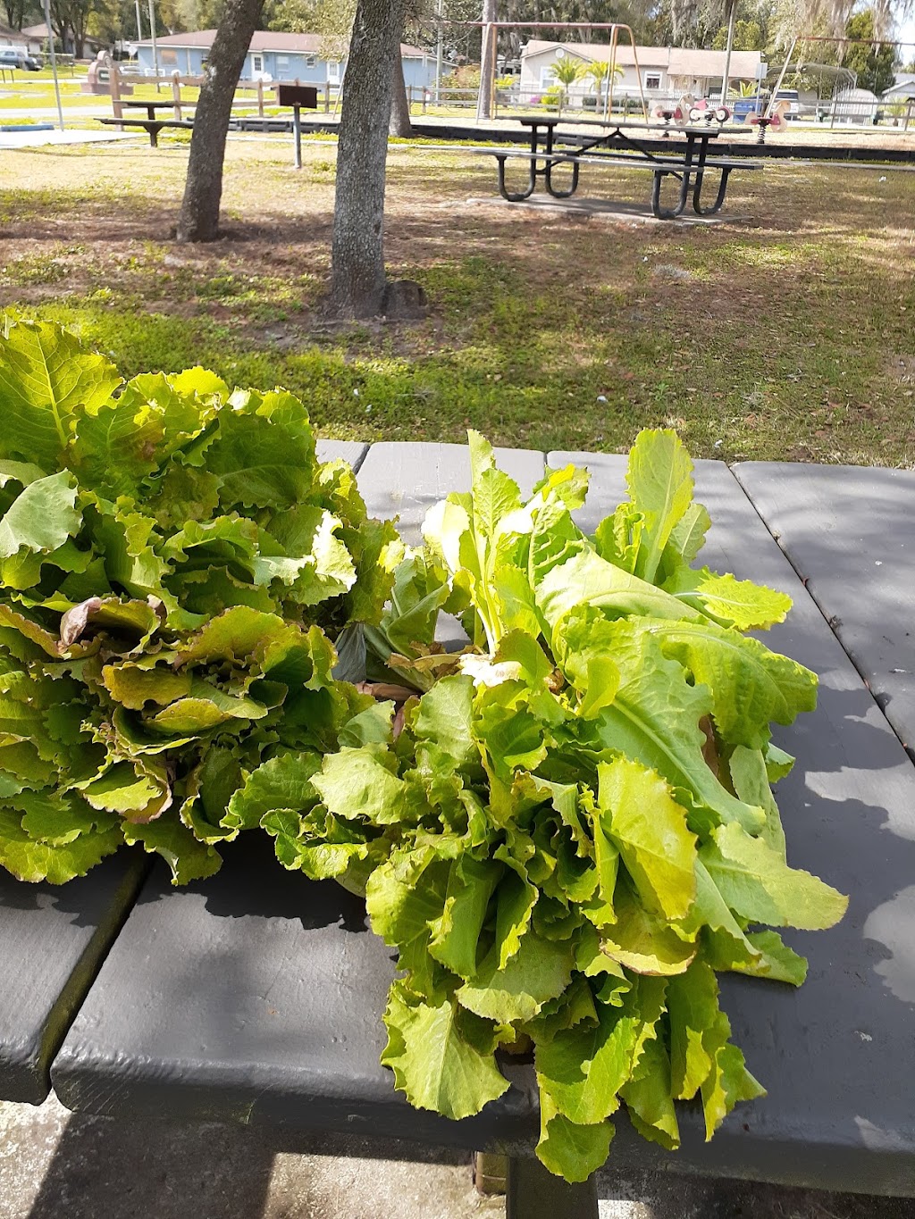 Watson Park Community Garden | Watson Park, Dade City, FL 33523, USA | Phone: (352) 521-1255