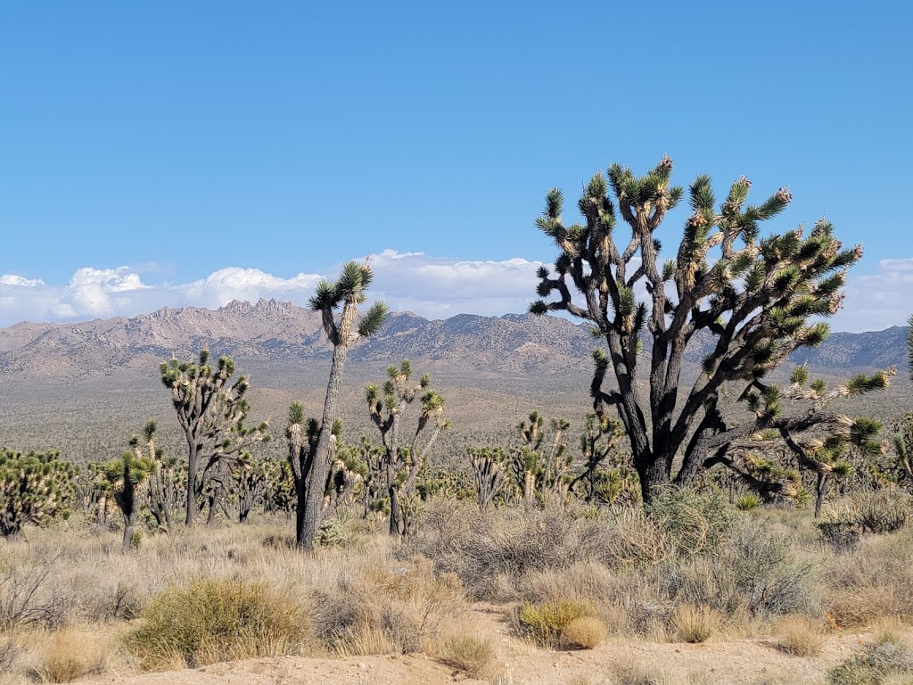 Mojave National Preserve | 90942 Kelso Cima Rd, Essex, CA 92332, USA | Phone: (760) 252-6100