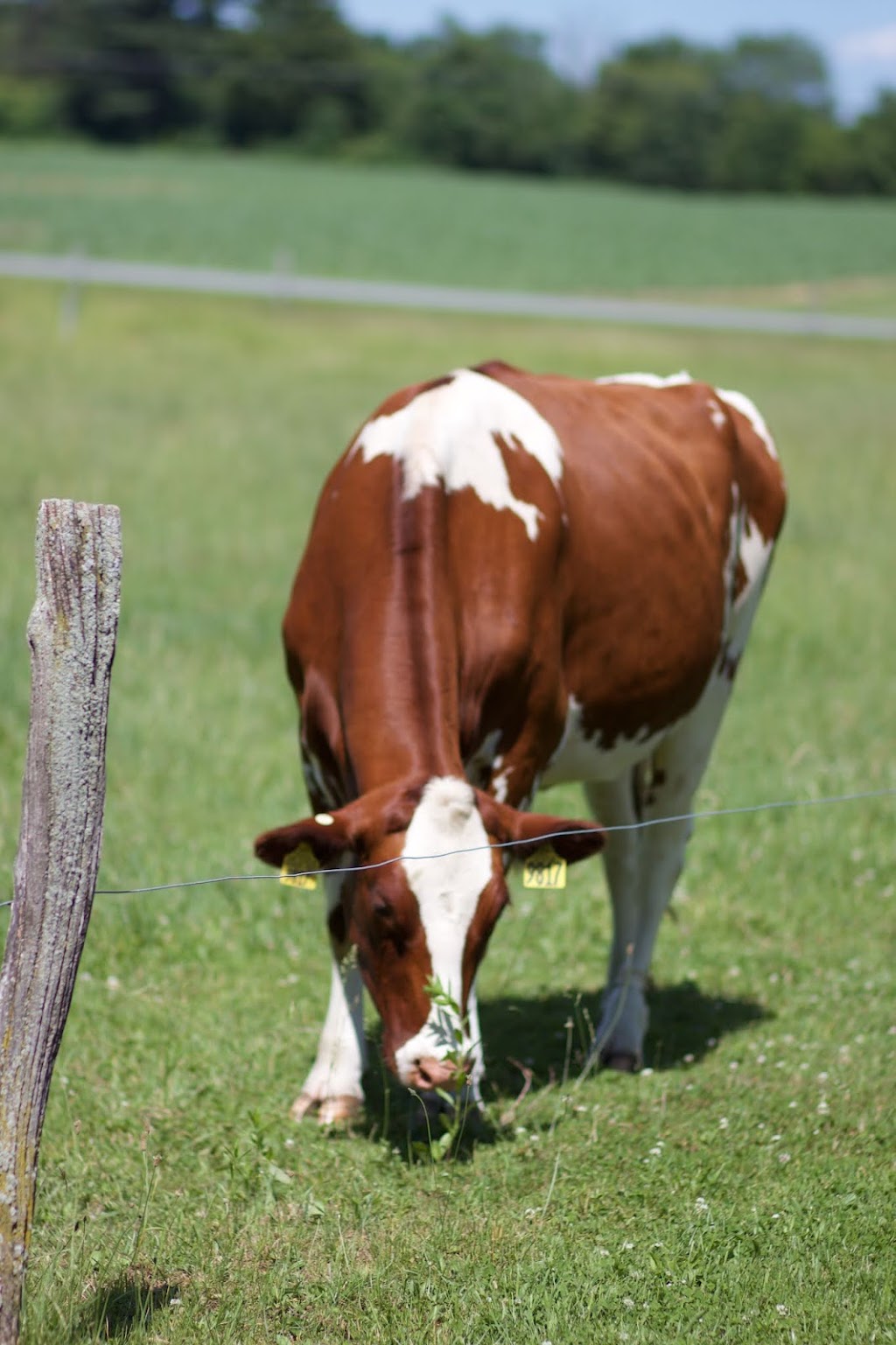 Eildon Tweed Farm | 1253 Eastern Ave, Amsterdam, NY 12010, USA | Phone: (518) 882-6684