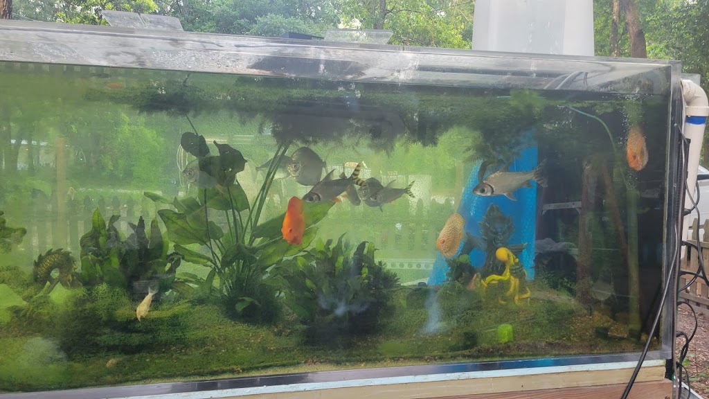 Florida Fish Rescue | 14350 NW 77th Ave, Trenton, FL 32693, USA | Phone: (727) 351-2734