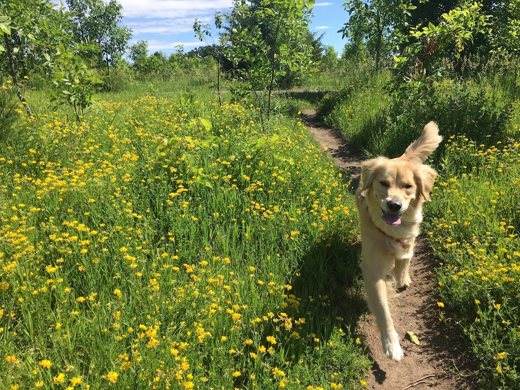 Carver Park Reserve Off-Leash Dog Park | 7200 Park Dr, Victoria, MN 55386, USA | Phone: (763) 694-7650