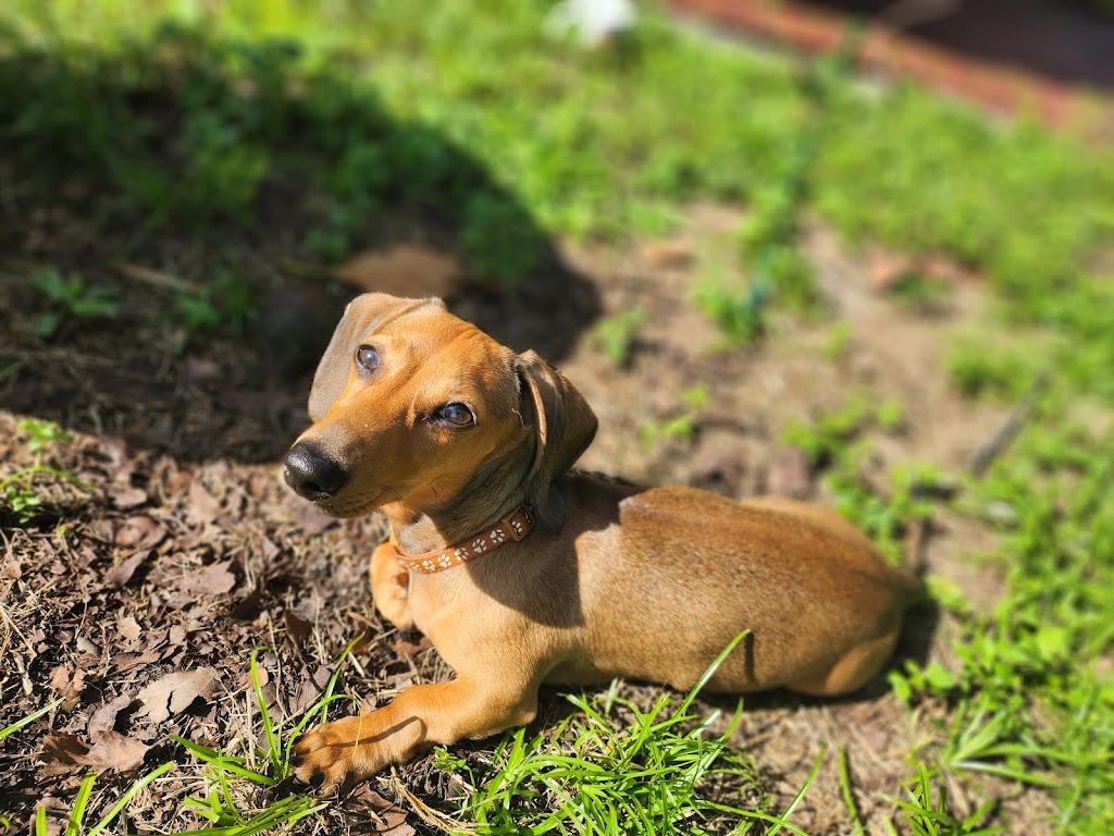 Darling Doxie Dogs | 14441 SW 285th St, Homestead, FL 33033, USA | Phone: (305) 297-2444