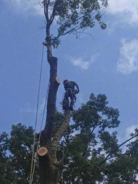 Welsh Tree Care | 2079 Cook Rd, Charlton, NY 12019, USA | Phone: (518) 813-7120