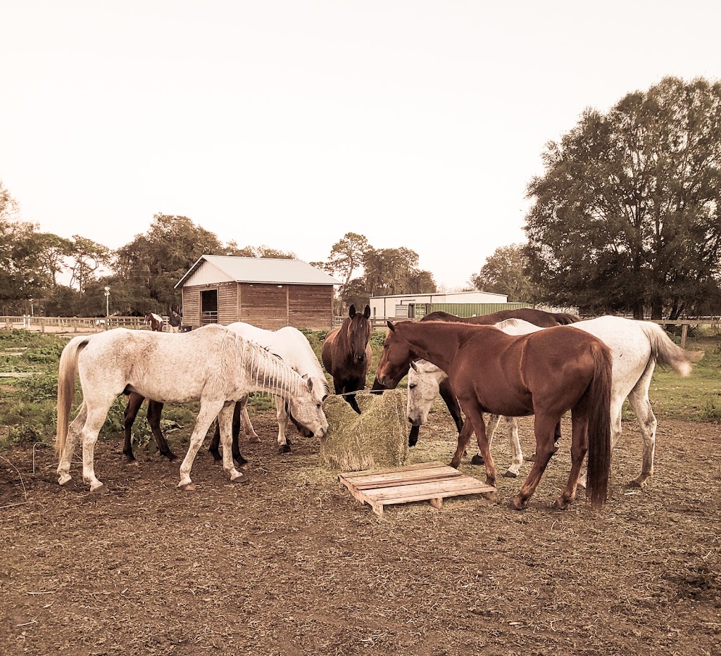 Flatwoods Equestrian Center | 9348 Sycamore Rd, Clermont, FL 34714, USA | Phone: (352) 536-5348