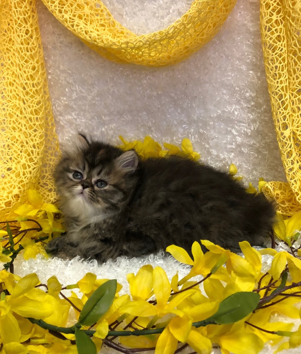 Kitty Cature Persian Cattery | McKinney, TX 75070, USA | Phone: (469) 288-0686