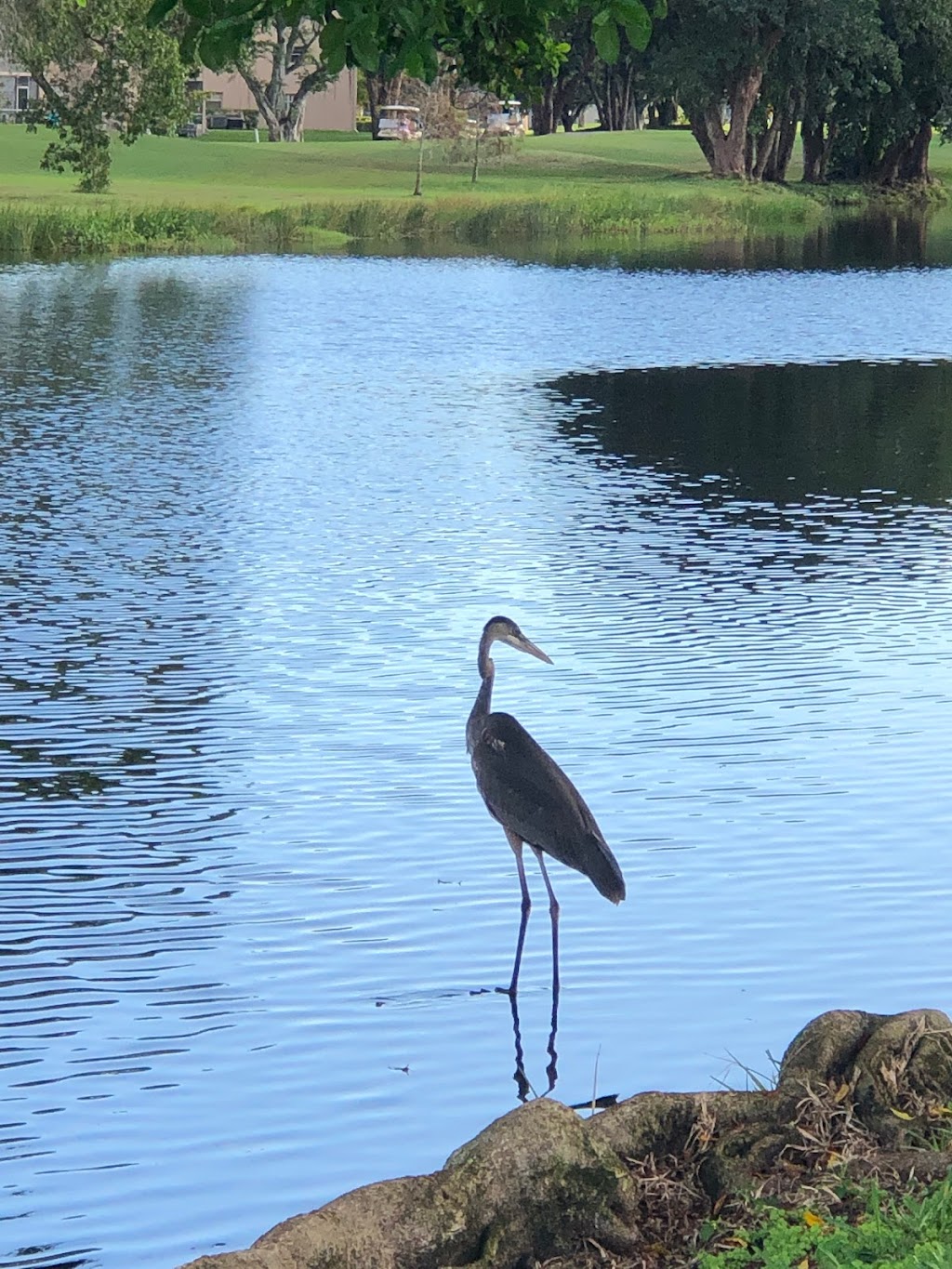 Flamingo Lakes Golf & Country Club | 701 SW Flamingo W Dr, Pembroke Pines, FL 33027, USA | Phone: (954) 435-6110 Flamingo Lakes Golf & Country Club | 701 SW Flamingo W Dr, Pembroke Pines, FL 33027, USA | Phone: (954) 435-6110