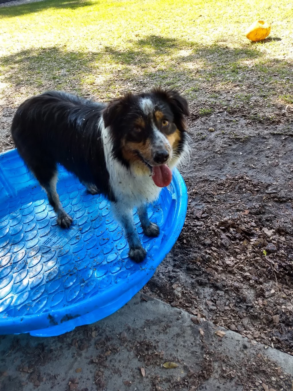 Letty Towles Dog Park | 2299 SE 32nd Ave, Ocala, FL 34470, USA | Phone: (352) 368-5517