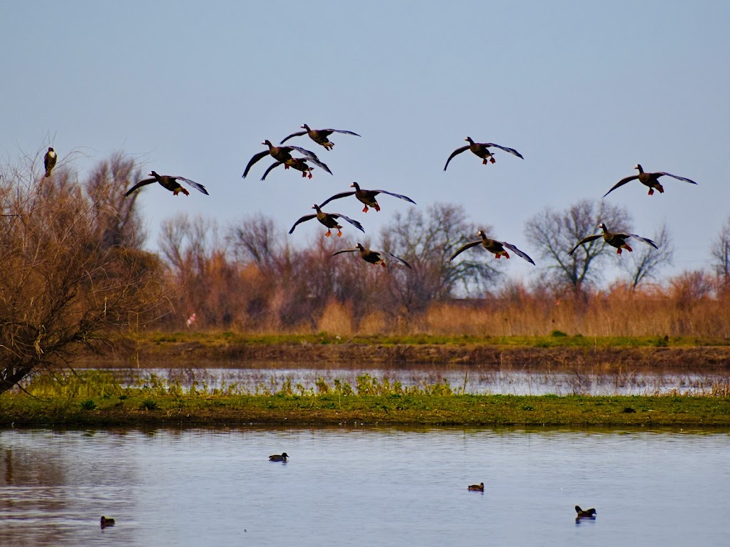 Cosumnes River Preserve | 13501 Franklin Blvd, Galt, CA 95632, USA | Phone: (916) 684-2816