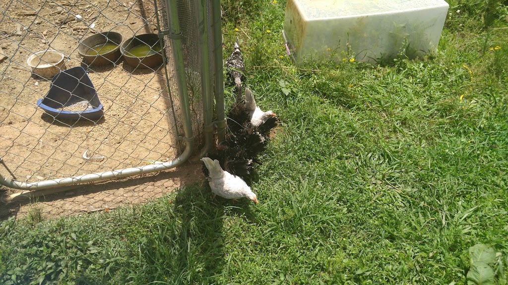 Winterpast Farm | 12936 Ghoston Rd, Wake Forest, NC 27587, USA | Phone: (919) 244-1800