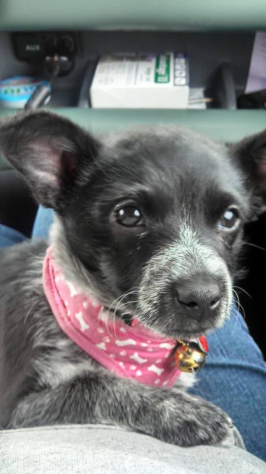 Doggie Styles | 471 Newell St, Painesville, OH 44077, USA | Phone: (440) 639-1787