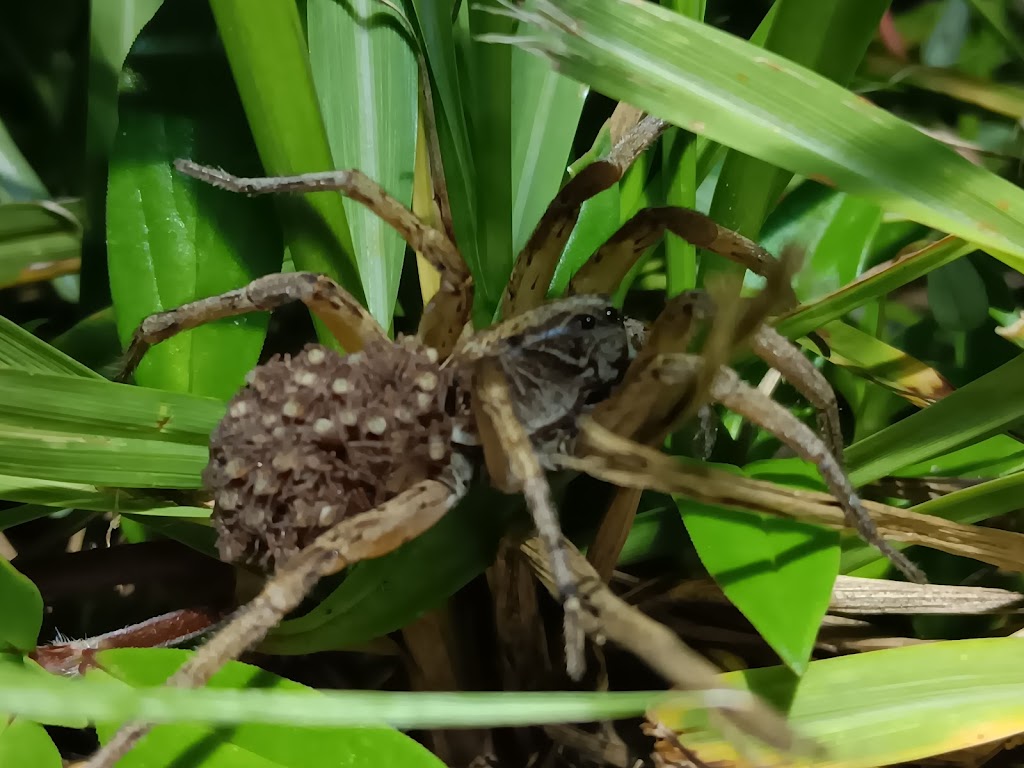 Tallwood Park | 565 Hollywood Blvd, West Melbourne, FL 32904, USA | Phone: (321) 837-7779