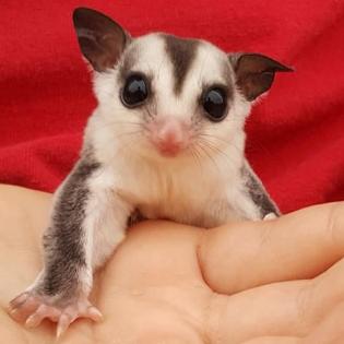 Sugargliders*R*us | 13355 State Hwy 99, Eagleville, TN 37060, USA | Phone: (615) 631-9819