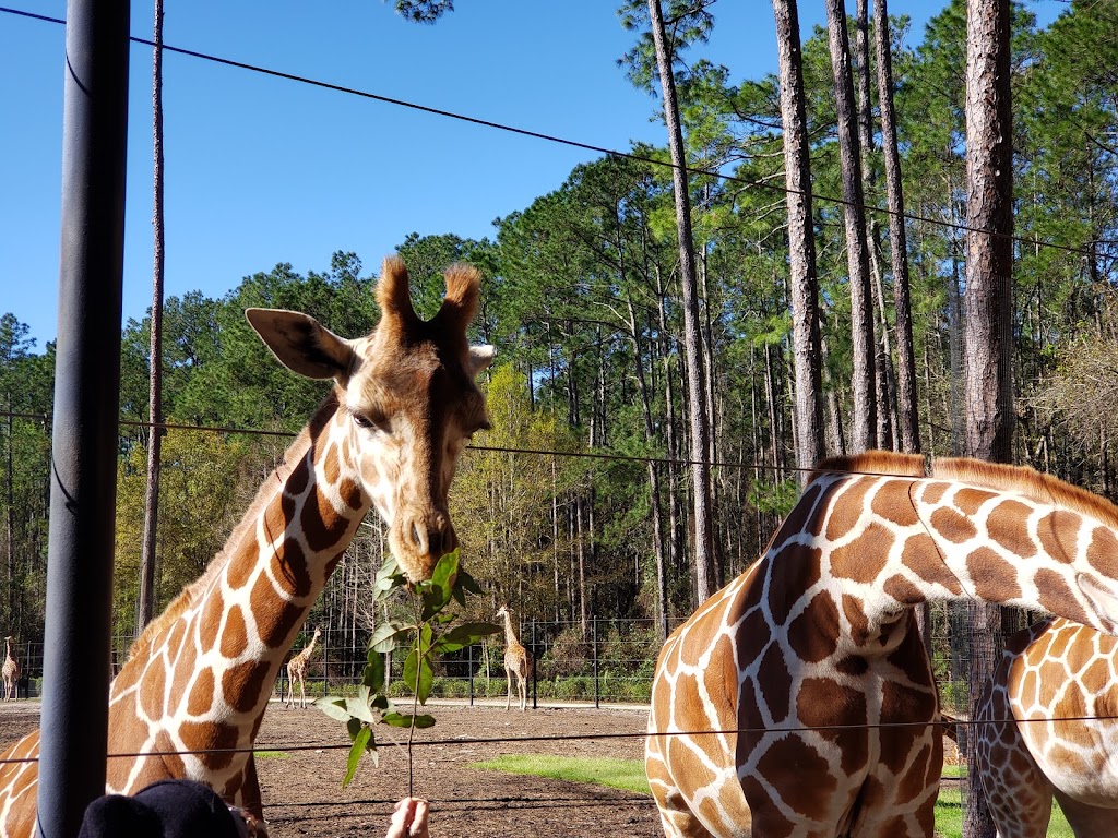 White Oak Conservation Center (Yulee, FL) | 581705 White Oak Rd, Yulee, FL 32097, USA | Phone: (904) 225-3200