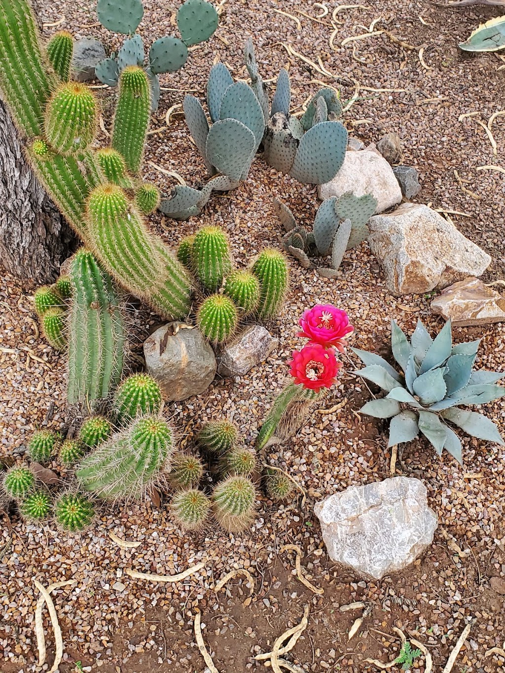 Desert Meadows Park | 999 S La Huerta, Green Valley, AZ 85614, USA | Phone: (520) 343-9690