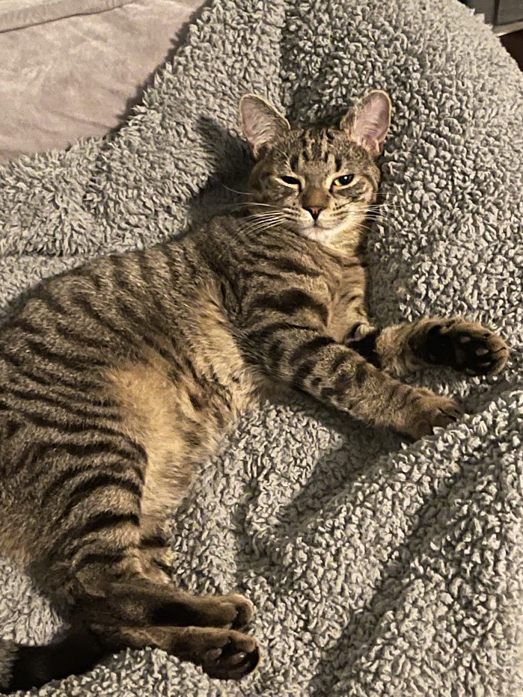 Spay Neuter Clinic of the Carolinas | 8045 Providence Rd #450, Charlotte, NC 28277, USA | Phone: (704) 542-9997