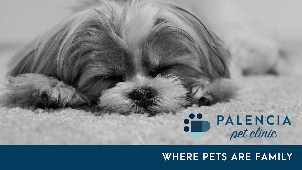 Palencia Pet Clinic | 159 Palencia Village Dr #101, St. Augustine, FL 32095, USA | Phone: (904) 824-1622