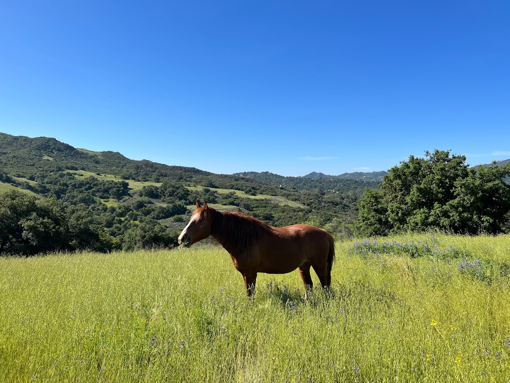 Mindful Mustang at Rugged Ranch | 1406 N Topanga Canyon Blvd, Topanga, CA 90290, USA | Phone: (310) 435-1034