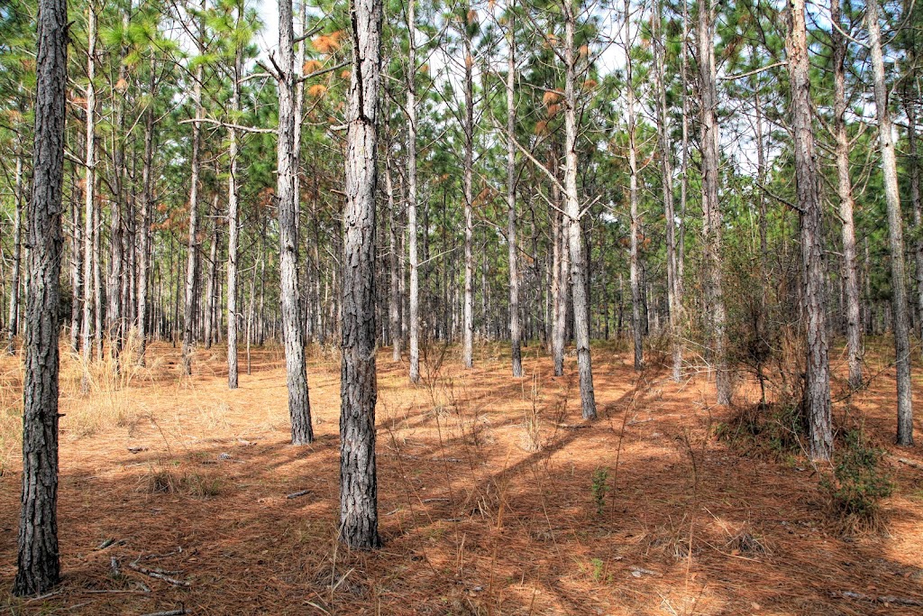 Withlacoochee State Forest | 15003 N Broad St, Brooksville, FL 34601, USA | Phone: (352) 797-4140