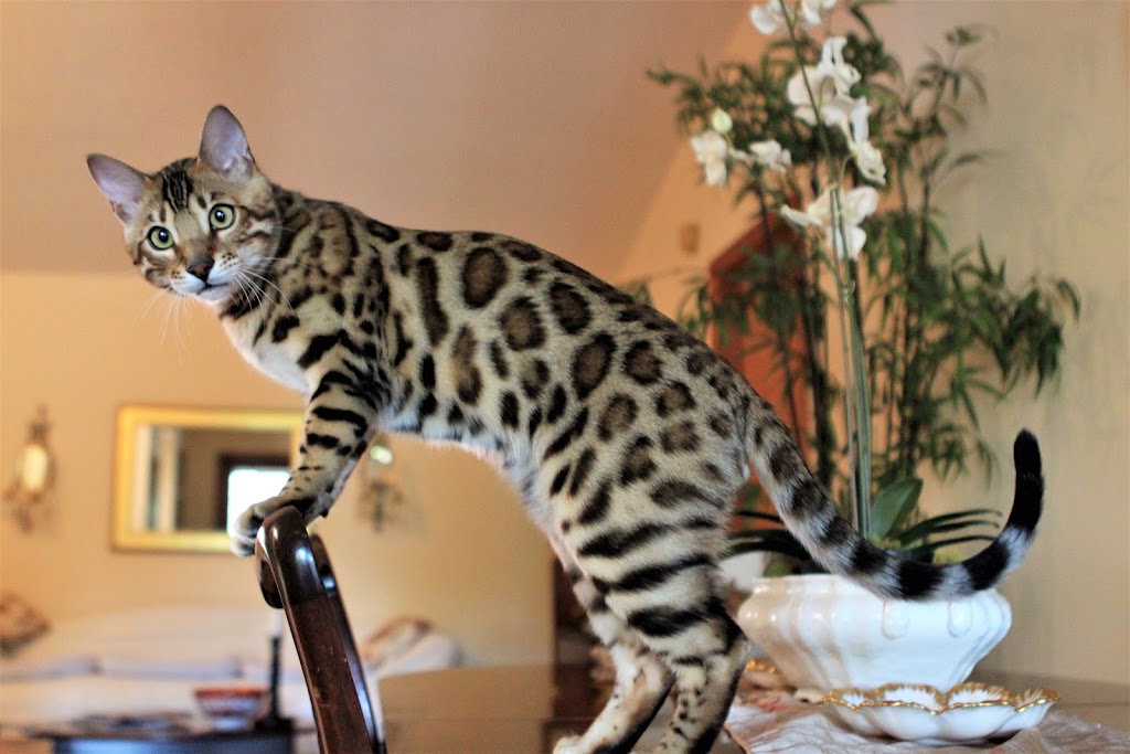 Leopardkind Bengals | 156 Overlook Dr, Chuluota, FL 32766, USA | Phone: (407) 929-3080