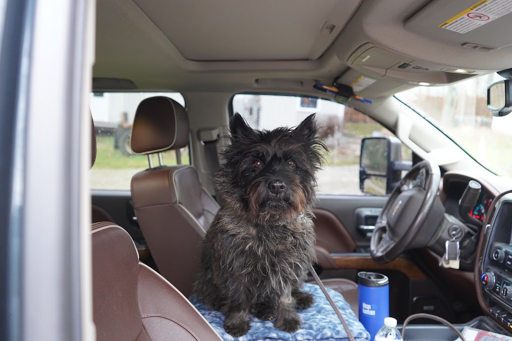 New Pittsburg Small Animal Clinic | 1436 W Old Lincoln Way West, Wooster, OH 44691, USA | Phone: (330) 264-7799