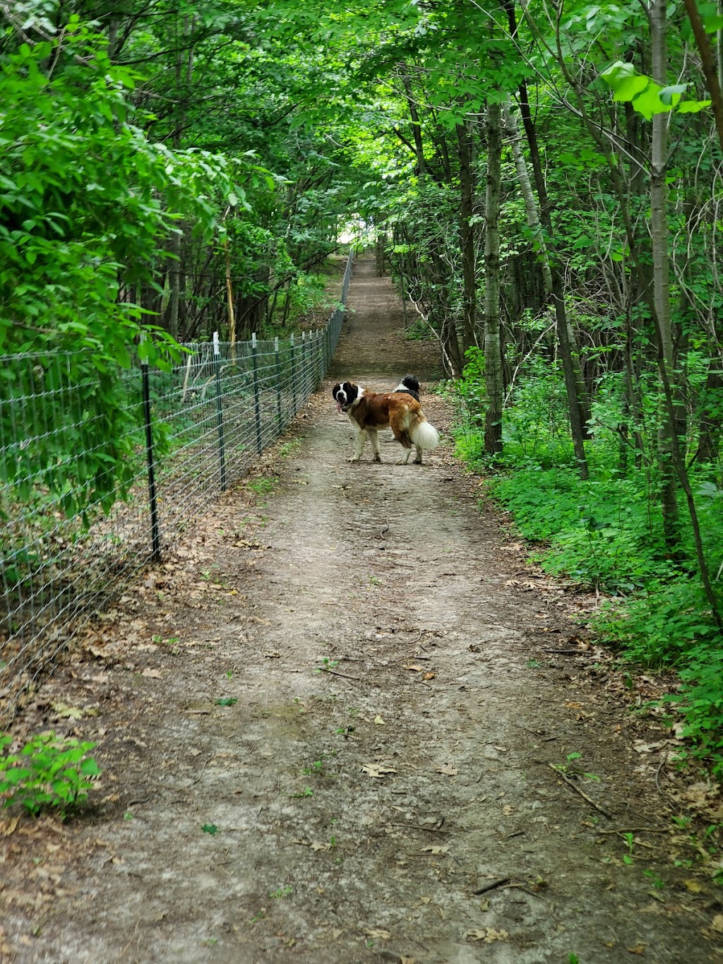 Elm Creek Park Reserve - Dog Off-leash Area | 11750 Zachary Ln N, Champlin, MN 55316 | Phone: (763) 694-7894