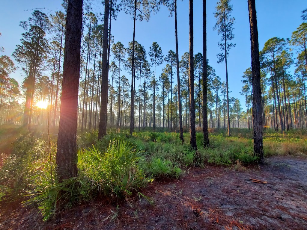 Cary State Forest | 7465 Pavilion Rd, Bryceville, FL 32009, USA | Phone: (904) 266-8398
