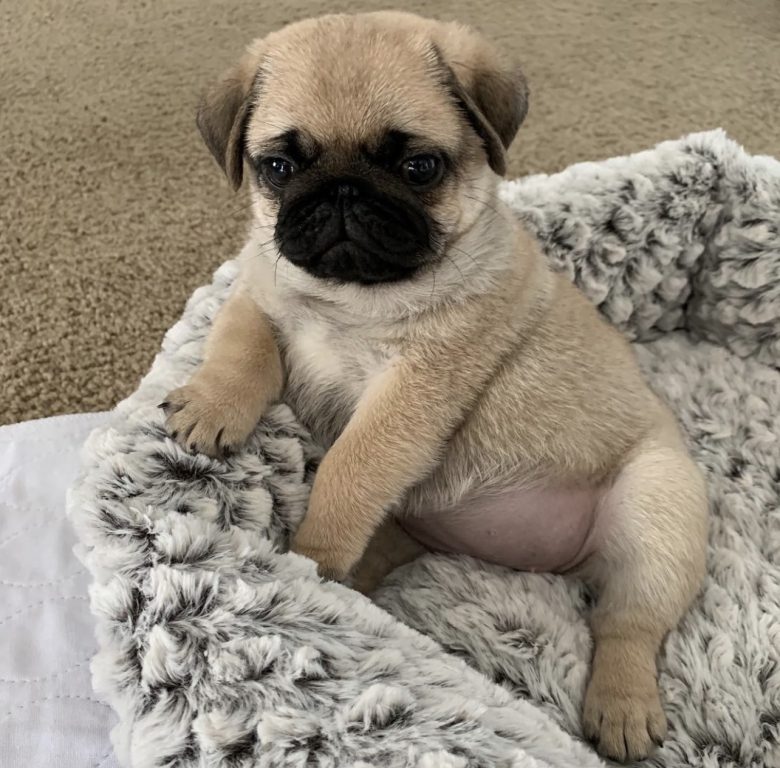 Adorable Pug Puppies For Adoption | 1441 Congress Lake Rd, Mogadore, OH 44260, USA | Phone: (682) 302-0715