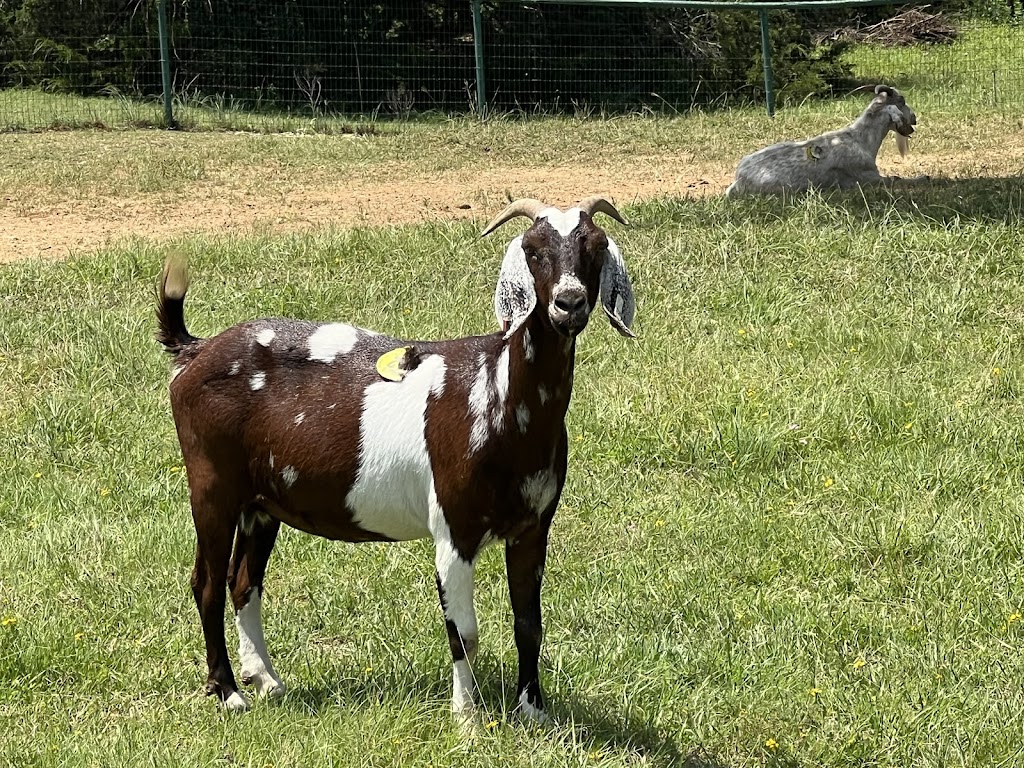 Salamis Farms | 10349 Shadow Valley Ct, Burleson, TX 76028, USA | Phone: (918) 815-0245