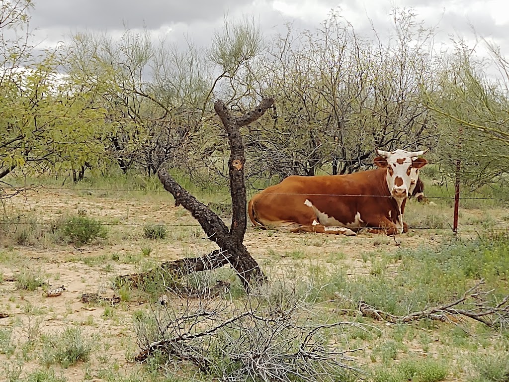 Coyote Mountains Wilderness Area | Tucson, AZ 85735, USA | Phone: (520) 258-7200