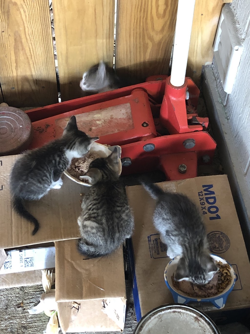 Alabama Animal Adoption Society | 2808 Crescent Ave, Birmingham, AL 35209, USA | Phone: (205) 871-6351