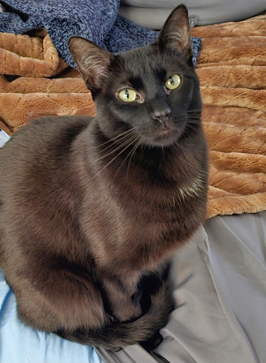 CareVet of Honor Heights | 4011 W Okmulgee Ave, Muskogee, OK 74401, USA | Phone: (918) 682-6652