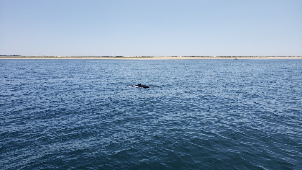 Hyannis Whale Watcher Cruises | 269 Millway, Barnstable, MA 02630, USA | Phone: (508) 362-6088