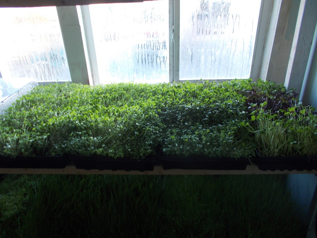 WOLF CREEK MICROGREENS LLC | 4040 W Township Rd 36, Kansas, OH 44841, USA | Phone: (419) 934-1463