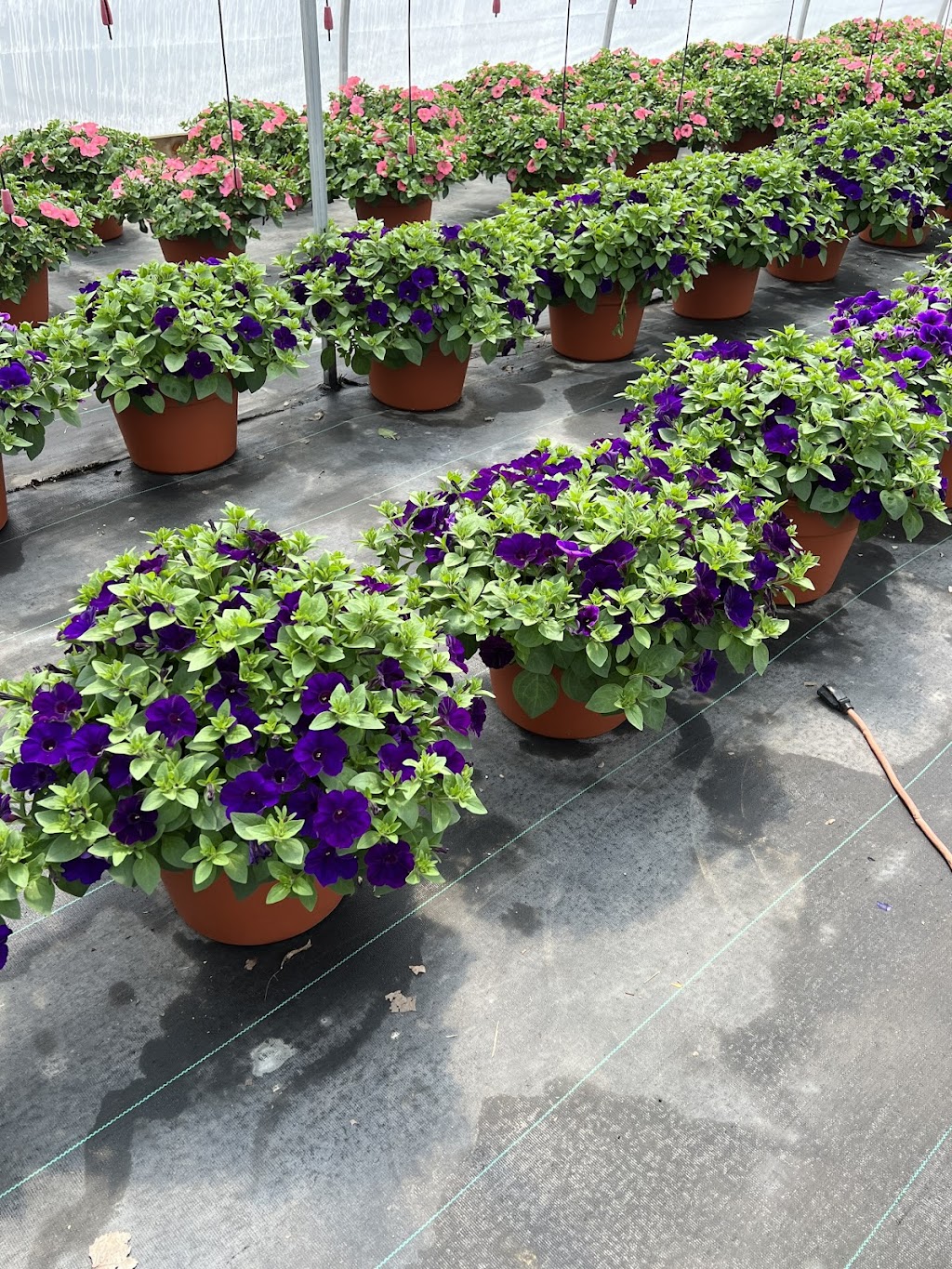 Rush Garden Center Greenhouse | 30617 Henry Ruff Rd #2025, Romulus, MI 48174, USA | Phone: (734) 721-7874