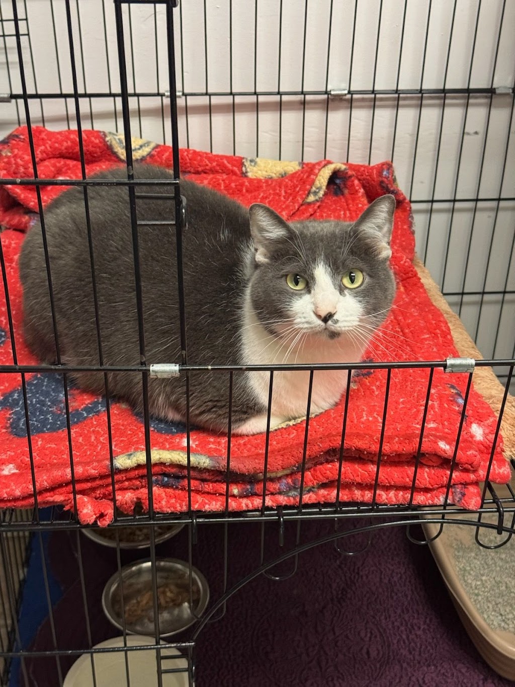 South Arlington Animal Clinic | 3315 S Collins St, Arlington, TX 76014, USA | Phone: (817) 274-3328