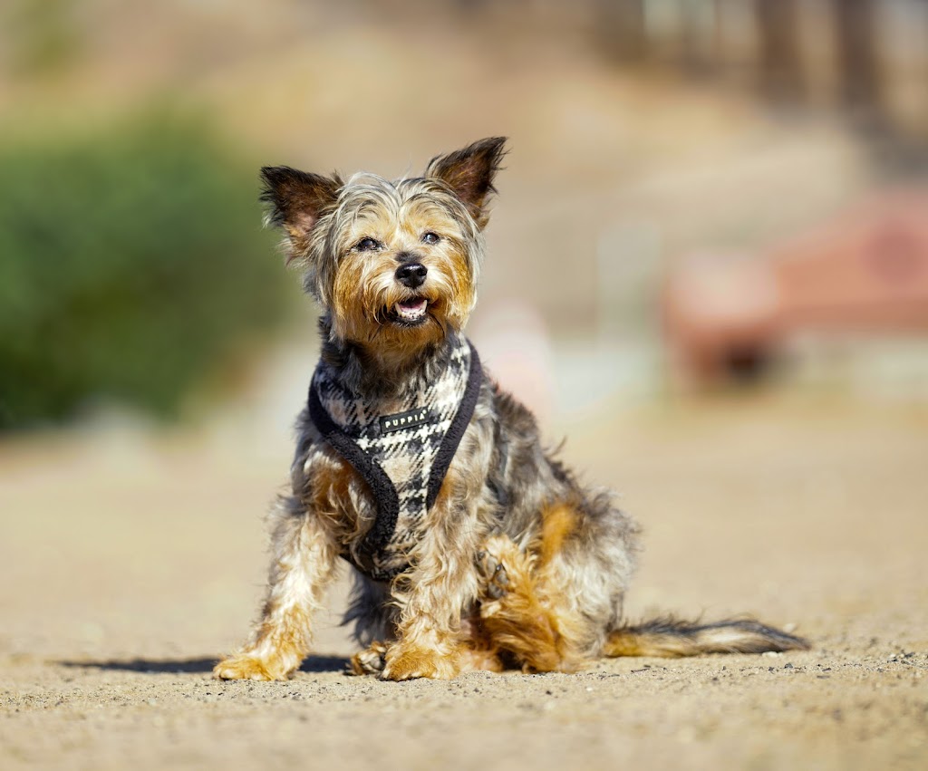 Redondo Beach Dog Park | 190 Flagler Ln, Redondo Beach, CA 90277, USA | Phone: (818) 539-7263