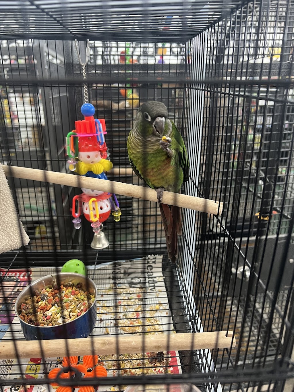 Canoga Discount Birds | 21731 Sherman Way, Canoga Park, CA 91303, USA | Phone: (818) 883-3007