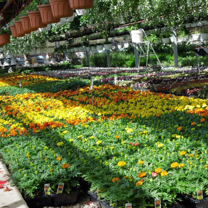Wistinghausen Florist & Greenhouse | 114 Townline St, Oak Harbor, OH 43449, USA | Phone: (419) 898-4221