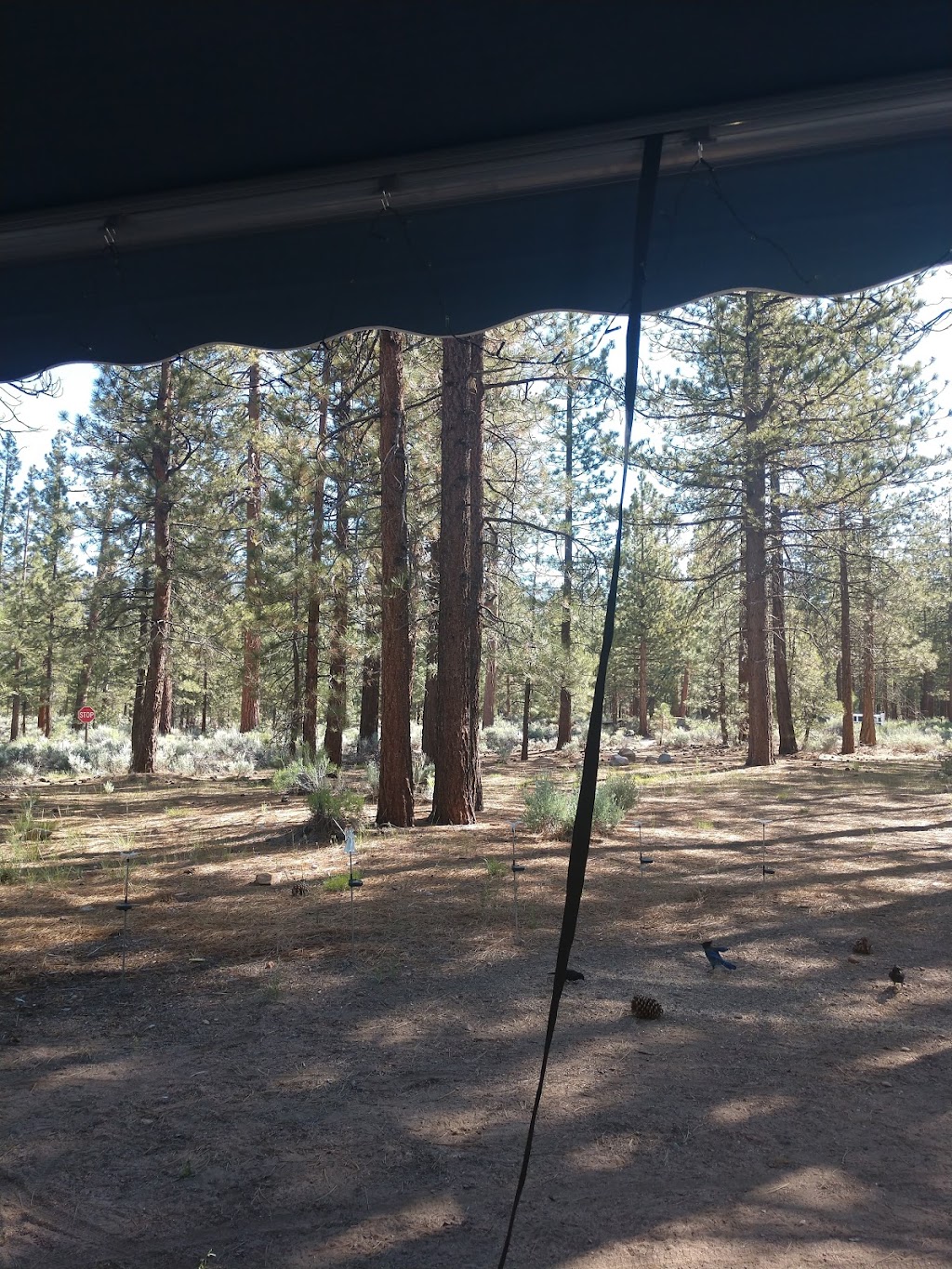 Skyline Group Campground | 46853 CA-38, Angelus Oaks, CA 92305, USA | Phone: (877) 444-6777