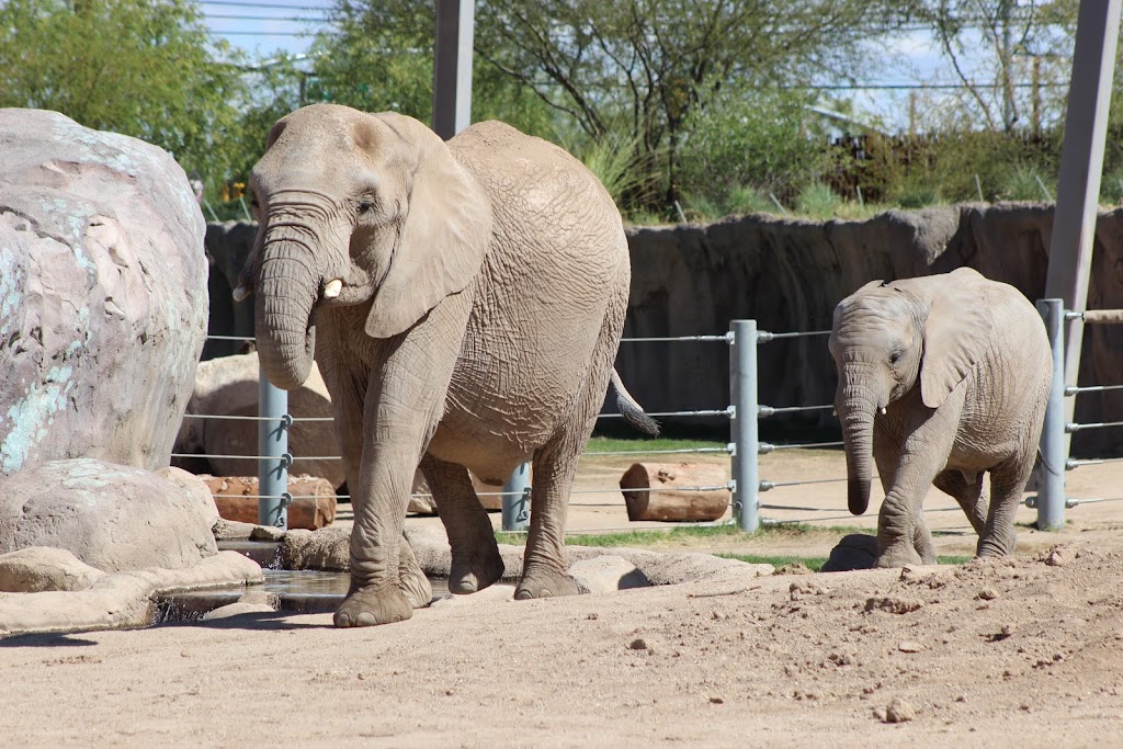Expedition Tanzania | 3400 E Zoo Ct, Tucson, AZ 85716, USA | Phone: (520) 791-3204 Expedition Tanzania | 3400 E Zoo Ct, Tucson, AZ 85716, USA | Phone: (520) 791-3204