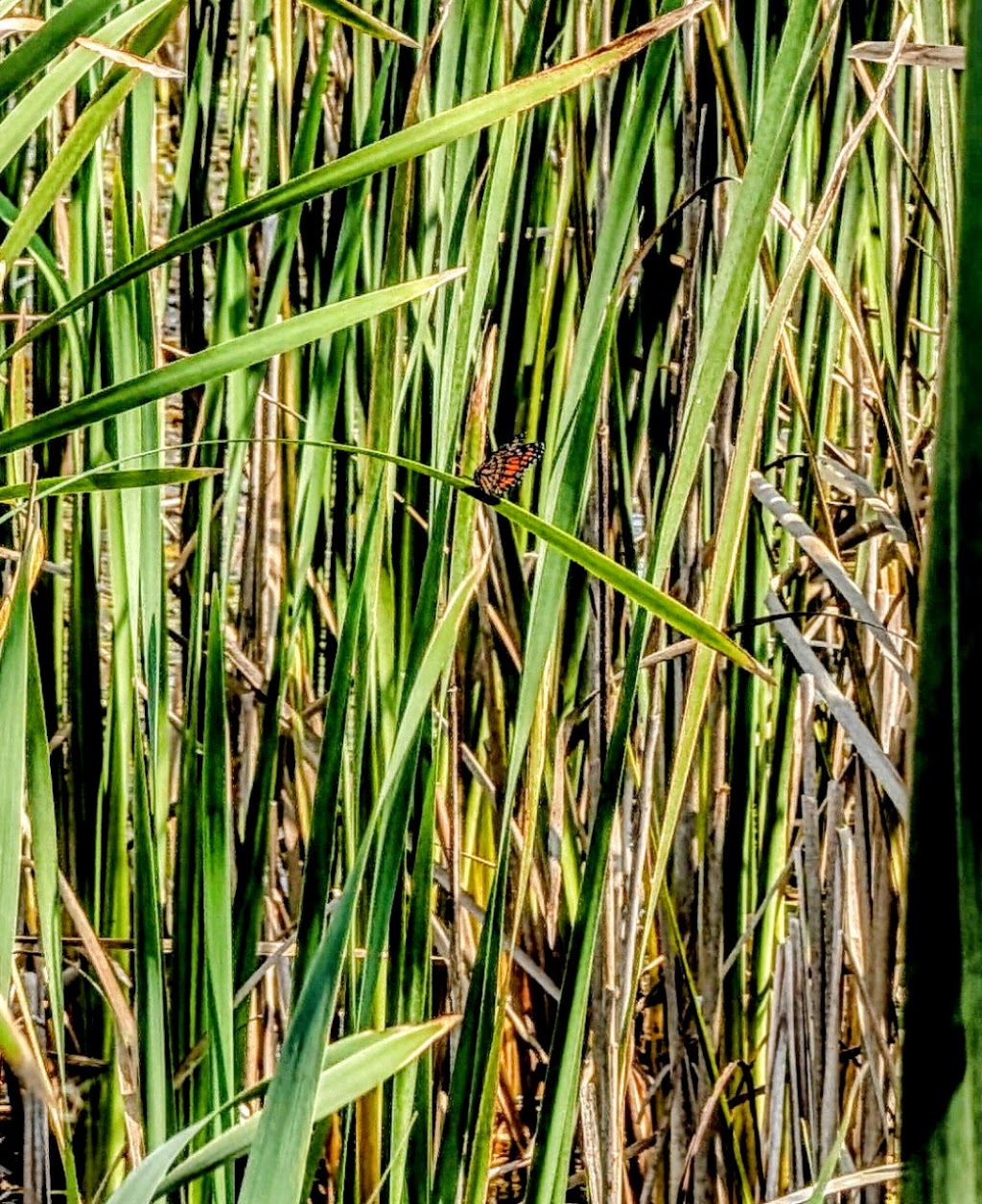 Iroquois National Wildlife Refuge Visitor Center | 1101 Casey Rd, Alabama, NY 14013, USA | Phone: (585) 948-7038