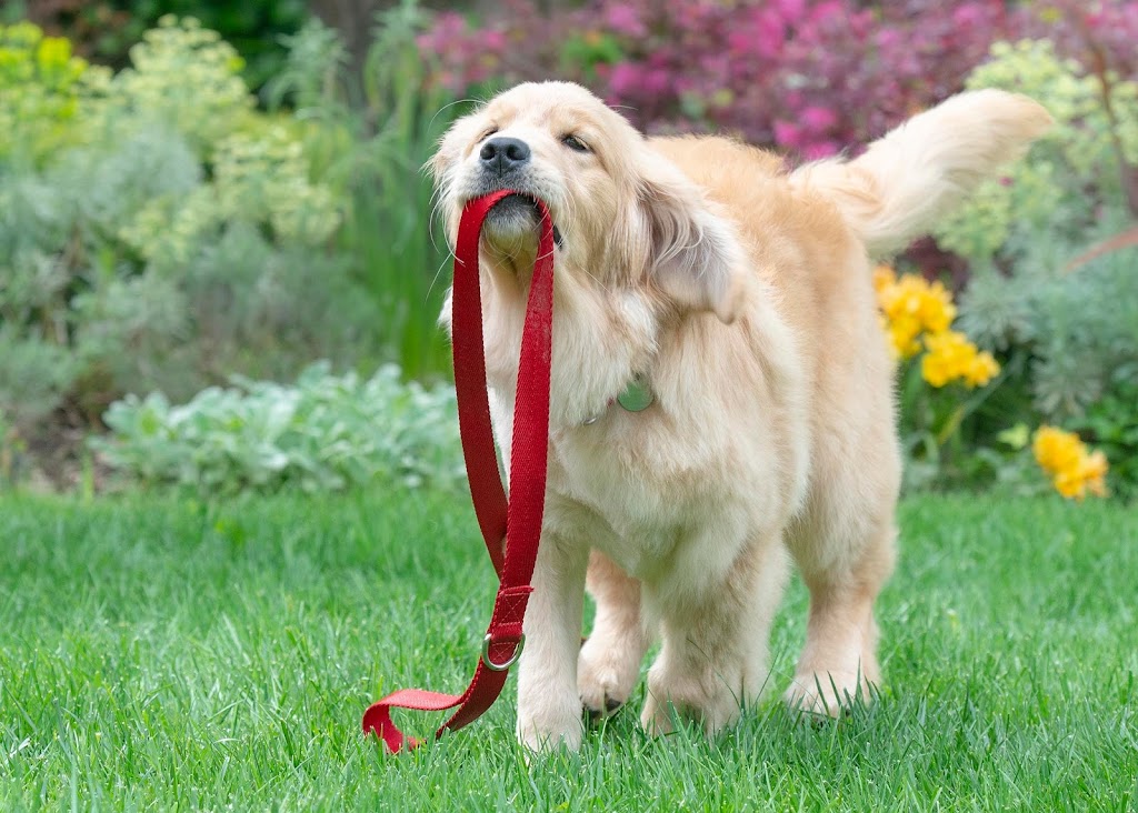 Homeward Bound Golden Retriever Rescue & Sanctuary | 7495 Natomas Rd, Elverta, CA 95626, USA | Phone: (916) 655-1410