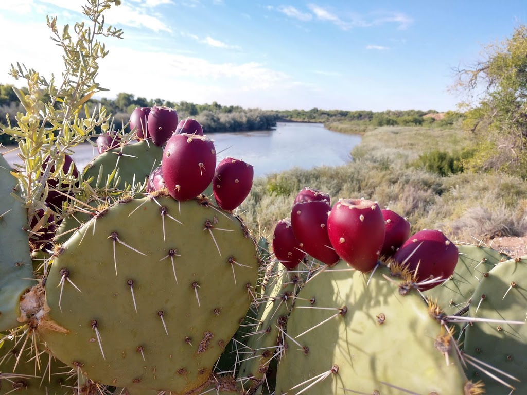 Rio Rancho Bosque Preserve - Riverside Dr Entrance | 1740 Black River Dr NE, Rio Rancho, NM 87144, USA | Phone: (505) 891-5015